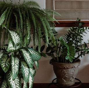 Plantas para Transformar o Astral da Sua Casa com Estilo e Energias Positivas
