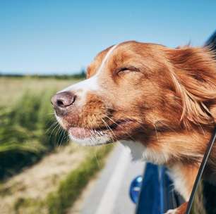 Como planejar a alimentação do pet para viagens mais tranquilas