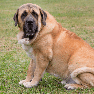 Mastim espanhol: conheça as características do cachorro dessa raça