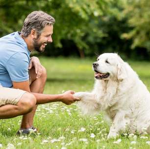 Cães obedecem melhor quando os tutores estão felizes; entenda