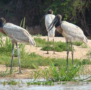 Tuiuiú: curiosidades sobre a ave símbolo do Pantanal