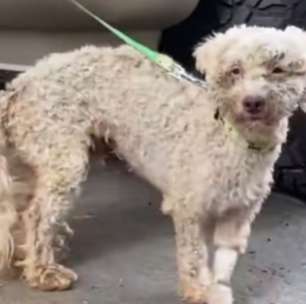 Cachorro é resgatado com vida de escombros 29 dias após terremoto na Venezuela