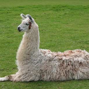 Lhamas: conheça as curiosidades do simpático animal que se tornou símbolo dos Andes