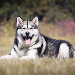 Cachorros estadunidenses: 5 raças originárias dos Estados Unidos