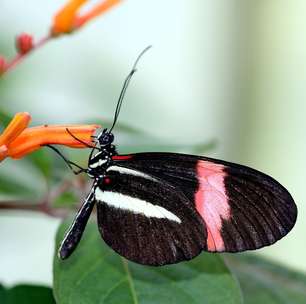 Visão poderosa: estudo revelou habilidade extraordinária de borboleta para encontrar flores em florestas densas