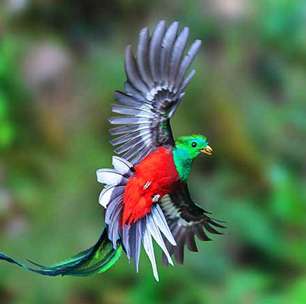 Quetzal: ave de beleza exuberante encanta observadores ao redor do mundo