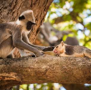 Macacos também têm animais de estimação: o mundo da amizade entre espécies