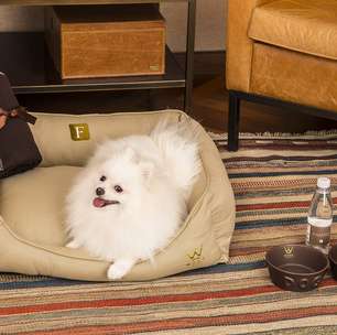 10 hotéis pet friendly no Brasil para aproveitar dias de descanso ao lado do seu cachorro ou gato
