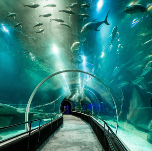 AquaRio transforma combate à poluição em desafio em sua programação de agosto