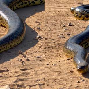 Guia registra sucuri gigante em passeio com turistas no Pantanal