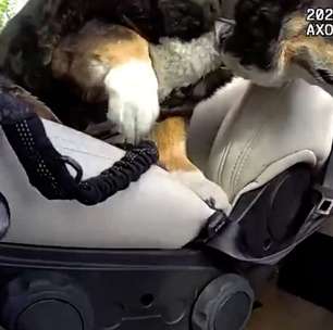 Cachorro é resgatado de van fechada com sinais de insolação nos EUA