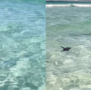 Pinguim é visto nadando em meio aos banhistas em Arraial do Cabo, no RJ