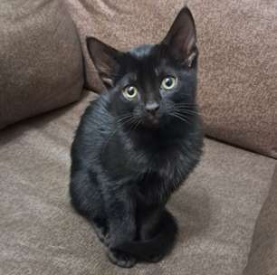 Tem 'gato' até nas placas solares