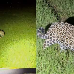 Onça-pintada passa a poucos metros de carro com turistas no Pantanal; veja