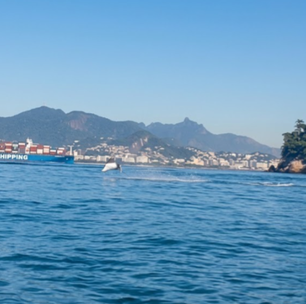 Arraia 'voadora'? Animal salta para fora d'água e surpreende banhistas em Niterói