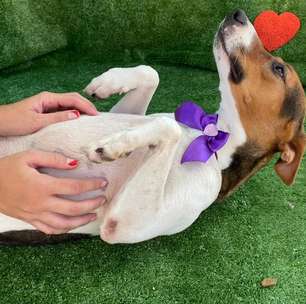 West Shopping promove campanha de adoção responsável de cães e gatos resgatados