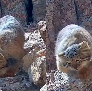 Fotógrafo registra imagens do raro gato-de-pallas, considerado uma das espécies de felinos mais antigas do mundo