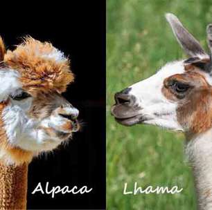 Saiba as semelhanças e diferenças entre lhamas e alpacas