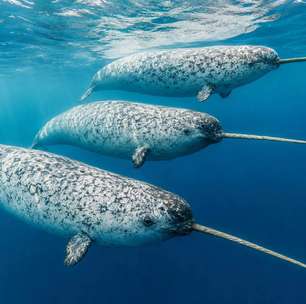 'Unicórnio do mar': cientistas encontram explicação para uma das estruturas mais curiosas do mundo animal, o 'chifre' dos narvais