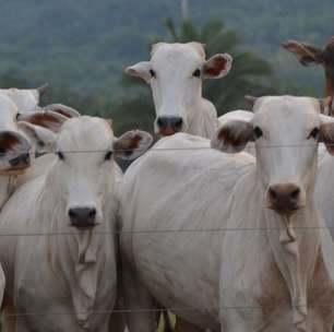 Aos 72 anos, ele é um dos maiores nomes do sertanejo e mantém fazenda com 10 mil cabeças de gado