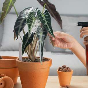Alocasia: conheça planta exótica que virou febre nos lares mais sofisticados