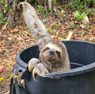 Bicho-preguiça é resgatado em via pública e solto em parque de Mogi das Cruzes