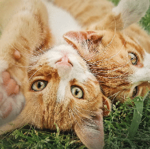 Noé, Davi e Salomão: veja os melhores nomes para gatos inspirados na Bíblia