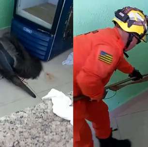 Tamanduá-bandeira é resgatado dentro de cozinha de clube em Caldas Novas (GO); veja
