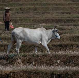 Clima e escassez alimentar elevam risco de guerras no mundo