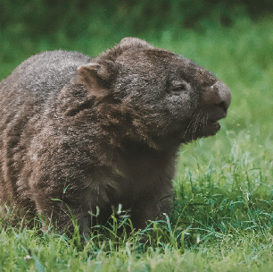 Por que a bolsa do vombate é virada para trás? Conheça essa e outras curiosidades sobre o animal