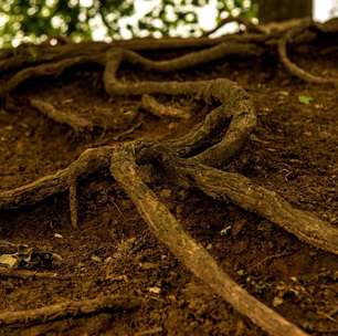 Galhos e raízes do vizinho passaram para o seu terreno? A lei permite agir, mas existem limites