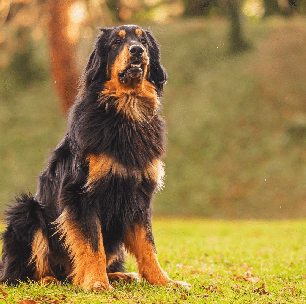 Hovawart: conheça o cachorro alemão que tem forte instinto protetor e apego à família