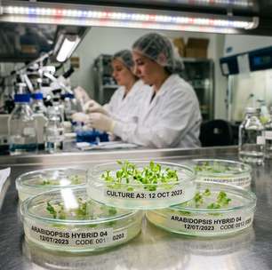 Nova técnica acelera cultivo de plantas perenes editadas em laboratório