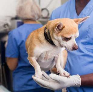 Prefeitura de Sorocaba abre inscrições para castração gratuita de cães e gatos em outubro