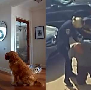 Golden retriever encanta internautas ao tentar brincar com bandido que invadiu a sua casa