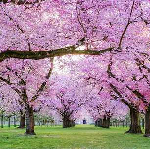 Cerejeiras japonesas: origem, tradição e o encanto de suas flores