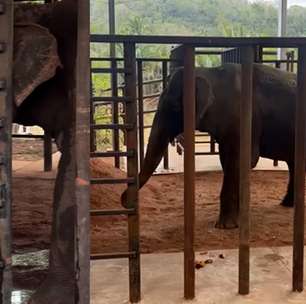 Elefante Sandro toma 'banho de terra' em 1º ato após chegar a santuário em Mato Grosso