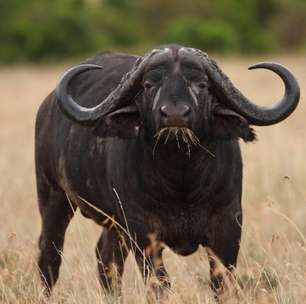 Apelidado de 'peste-negra', búfalo-do-cabo é espécie temida na África