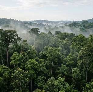 Estudo na Amazônia aponta que proteger floresta existente supera restauração em custo-benefício