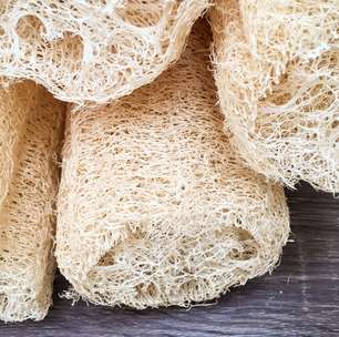 Bucha vegetal: veja como cultivar a planta que vira esponja em casa