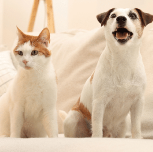 Novo pet em casa? Veja 5 erros na adaptação com o animal que já mora no lar