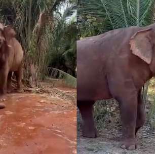 Elefante Sandro curte os primeiros dias em seu novo lar com passeios ao ar livre e melancia