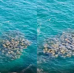 Registro raro! Grande cardume de arraias-ticonha é flagrado em Arraial do Cabo, no Rio