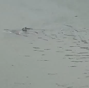 Tubarão é filmado nadando em rua alagada durante tempestade em Nova Jersey