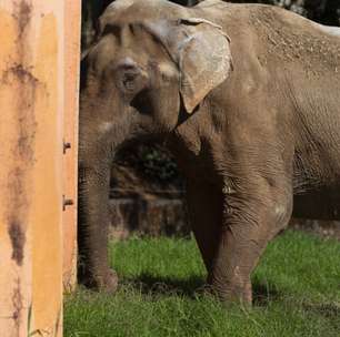 Este elefante resgatado passou 40 anos em um zoológico. Agora deverá percorrer 1.600 km rumo à sua nova vida em um santuário brasileiro