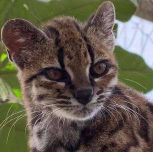 Nova espécie de felino é descoberta em florestas da Bolívia