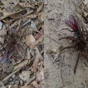 Registro raro mostra vespa-cavalo-do-cão predando a maior aranha do mundo na Amazônia