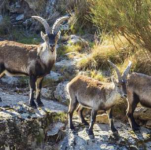 Voluntários são necessários para morar gratuitamente em um abrigo na Serra de Gredos em troca de trabalho de 24 horas semanais cuidando de animais abandonados