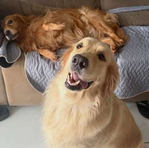 Jovem deixa duas goldens pisarem no cimento fresco e transforma as marcas em parte permanente da casa