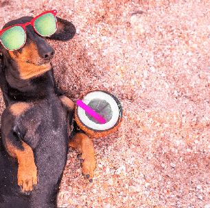 Água de coco, chá de camomila e mais: 5 bebidas seguras para oferecer aos pets nos dias quentes